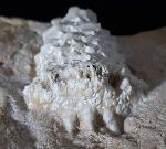 Teleiocrinus rudis (HALL 1859) - Bild &copy; FossNet FossilienStore